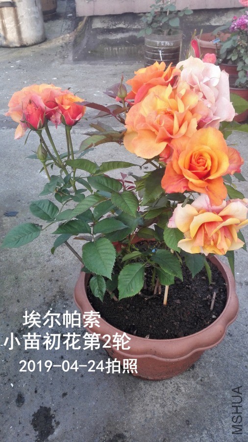 IMG_20190424_072937.jpg