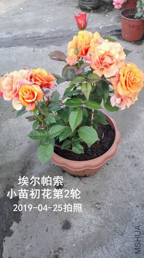 IMG_20190425_075009.jpg