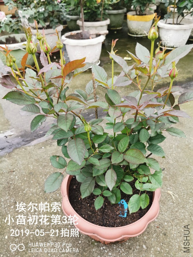 IMG_20190521_071819.jpg