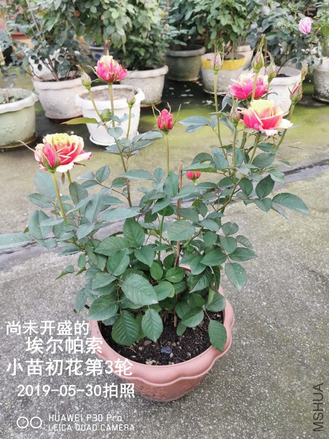 IMG_20190530_193039.jpg