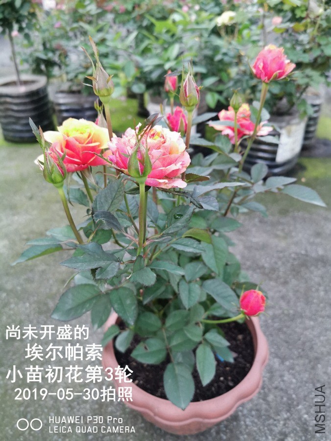 IMG_20190530_193731.jpg