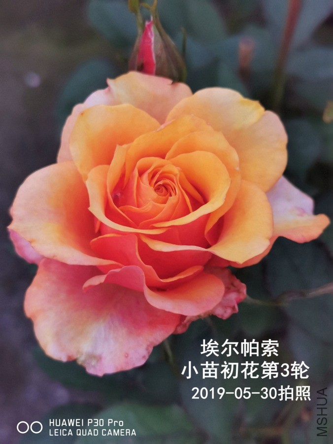IMG_20190530_195348.jpg