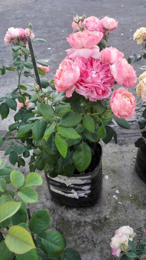 IMG_20190425_071554.jpg