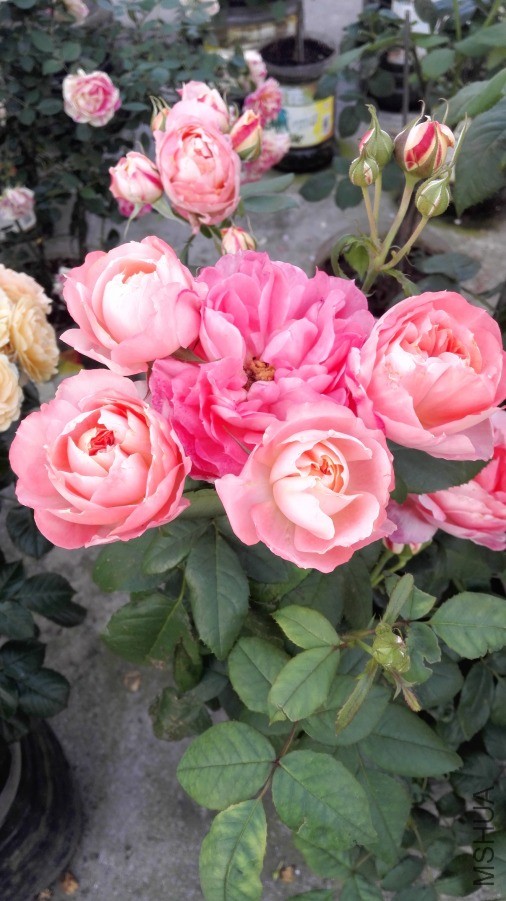 IMG_20190425_071949.jpg