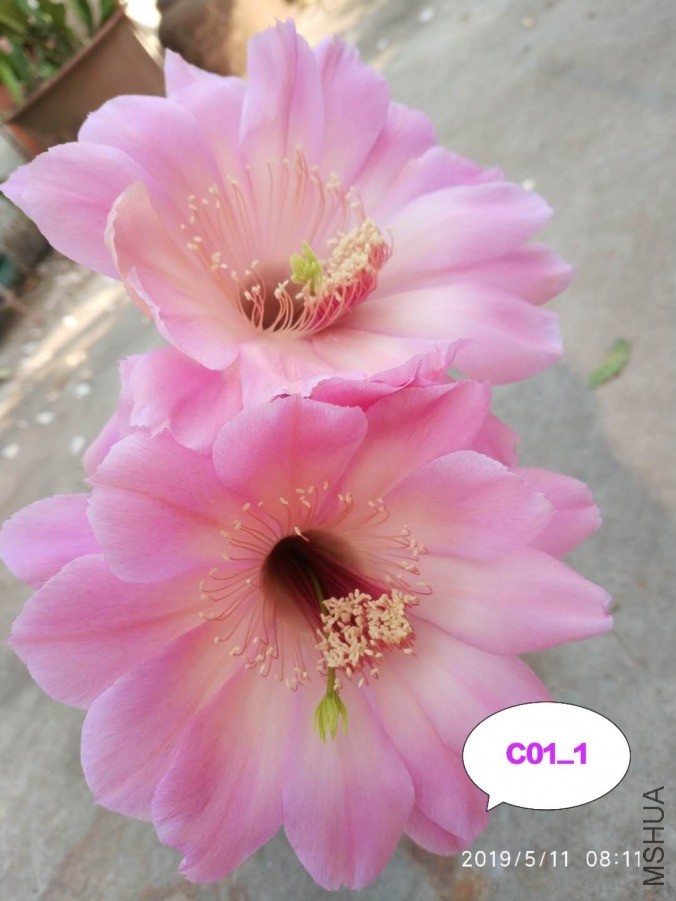 C01.11.jpg