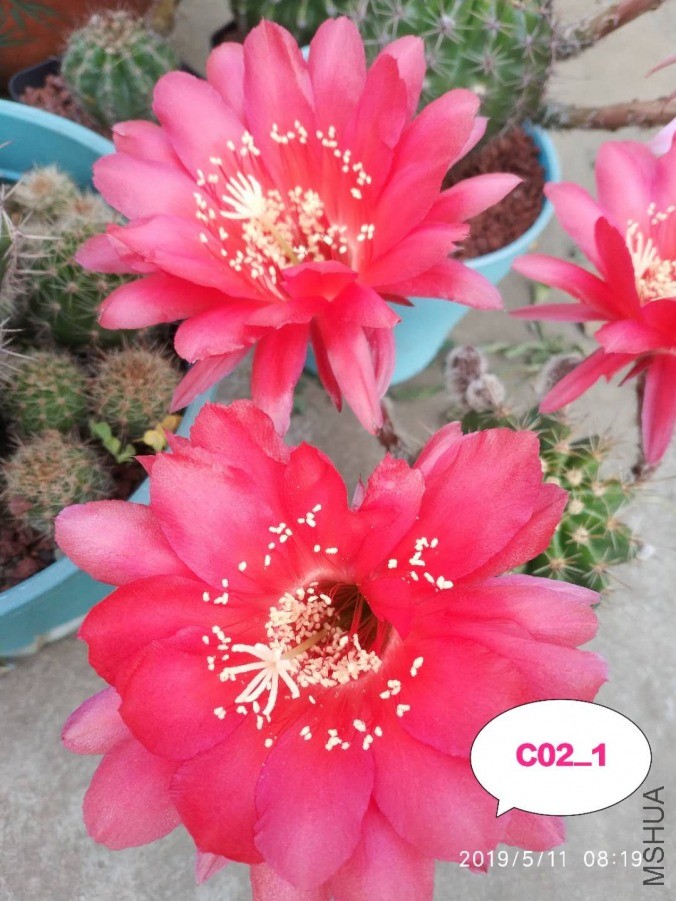 C02.11.jpg