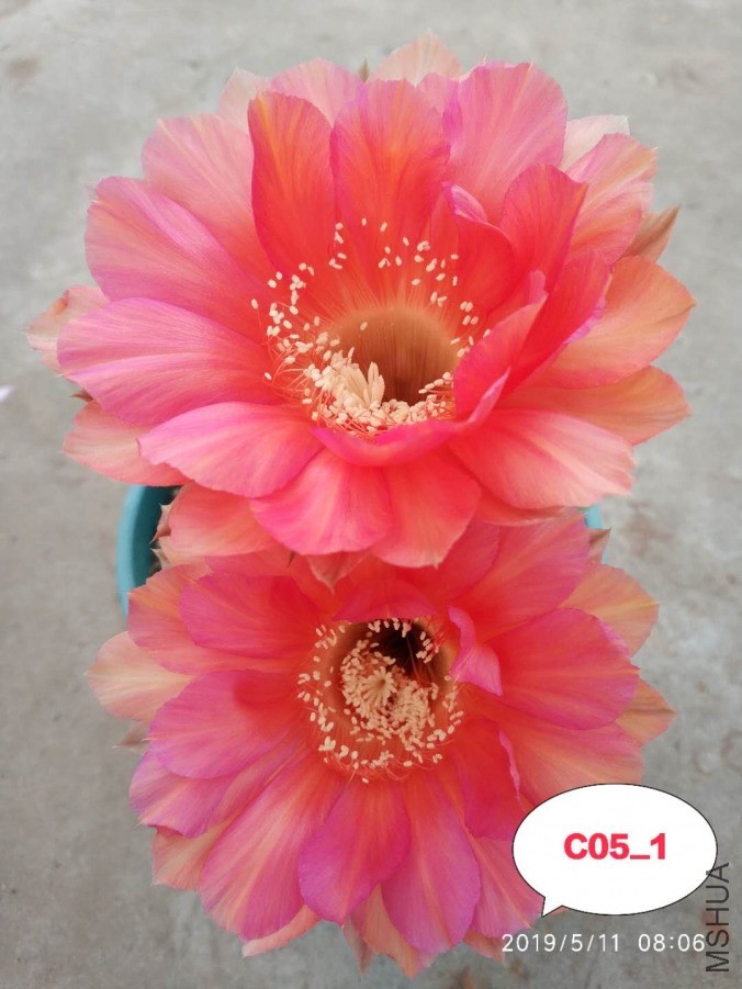C05.11.jpg