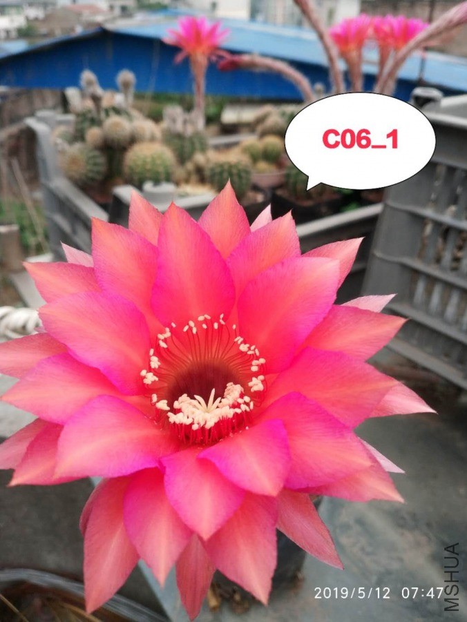 C06.11.jpg
