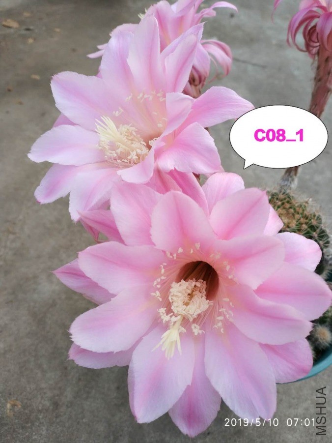 C08.11.jpg