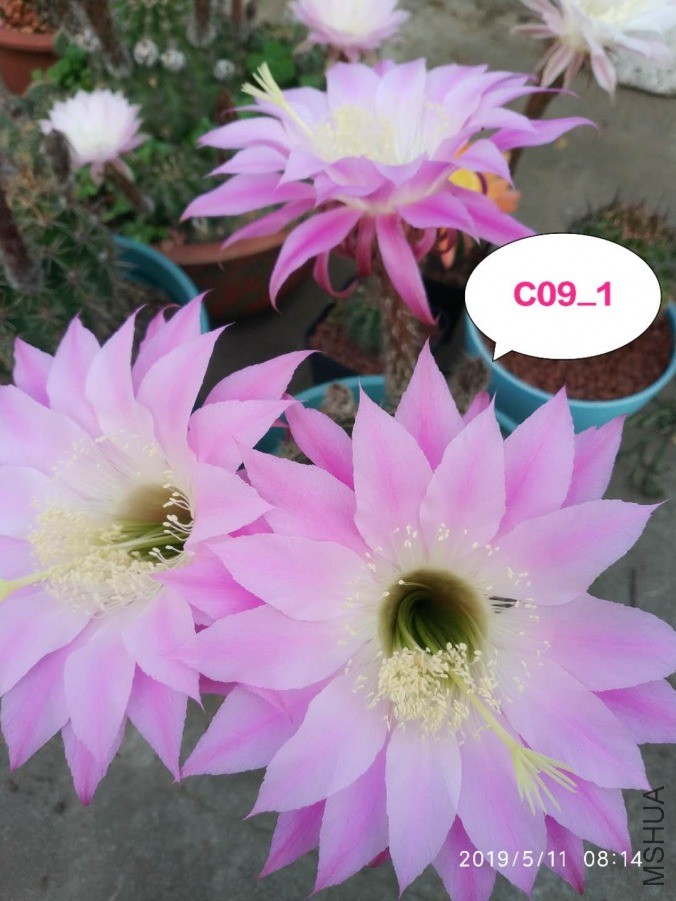 C09.11.jpg