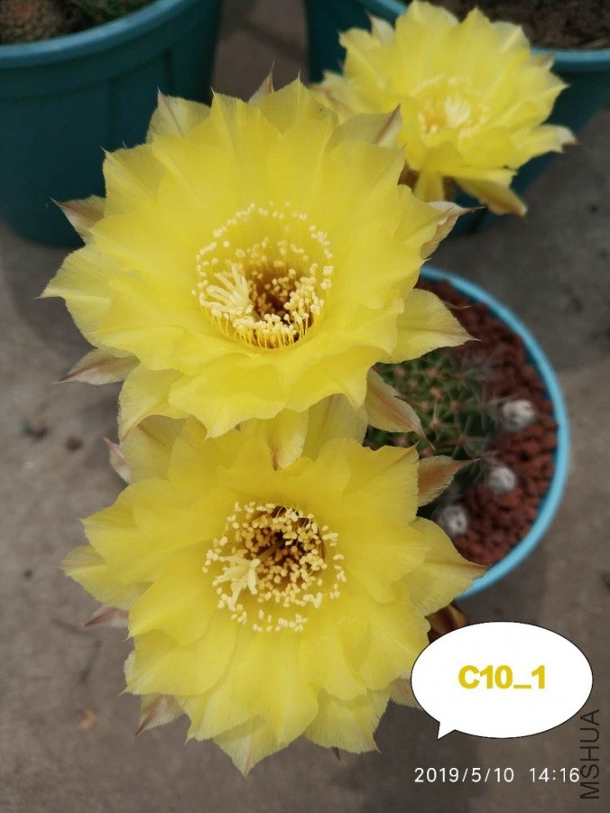 C10.11.jpg