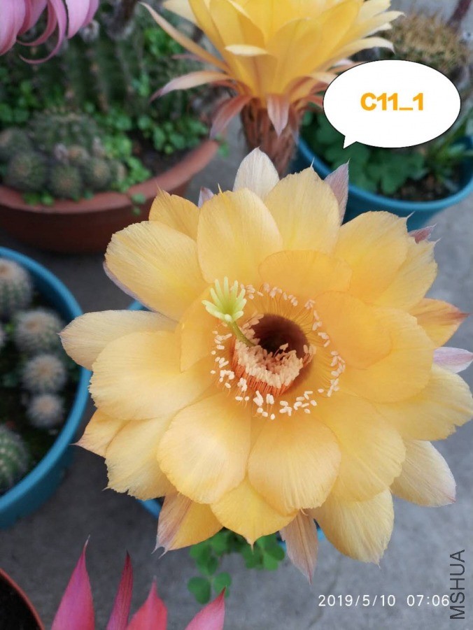 C11.11.jpg