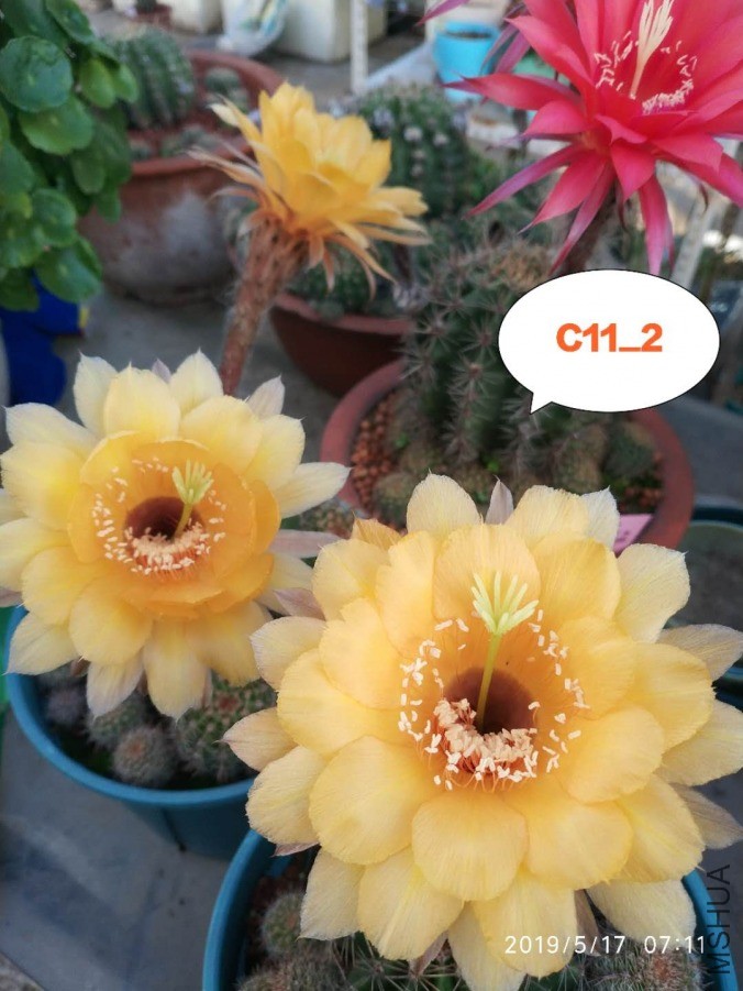 C11.22.jpg