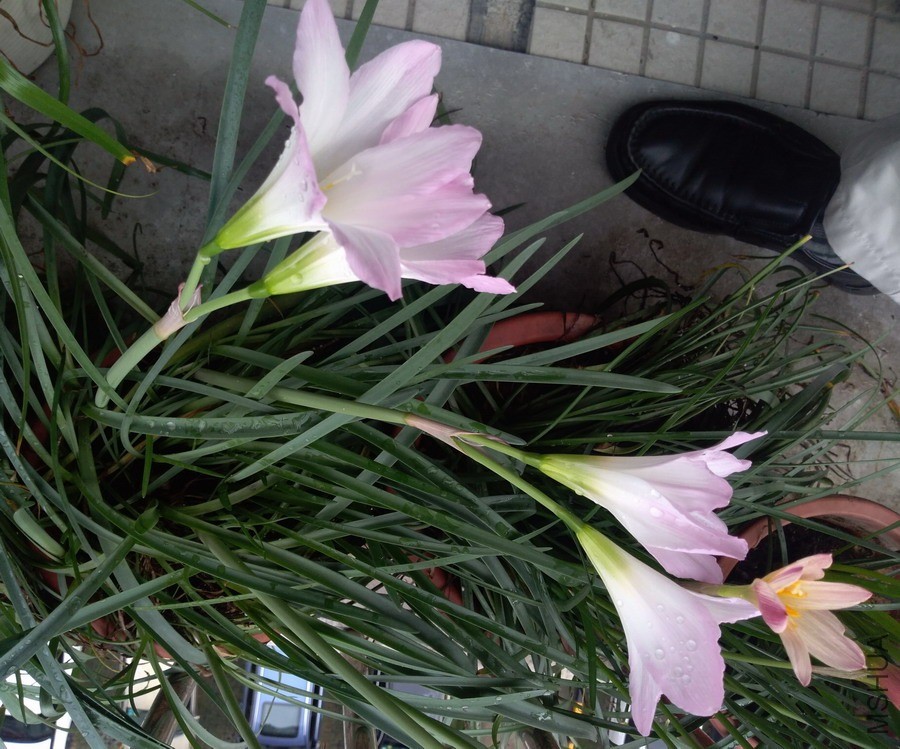 ������СIMG_20190601_075701.jpg