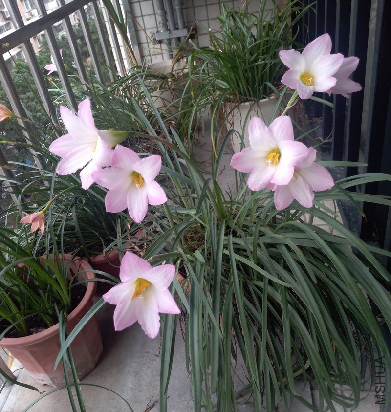 ������СIMG_20190531_111547.jpg
