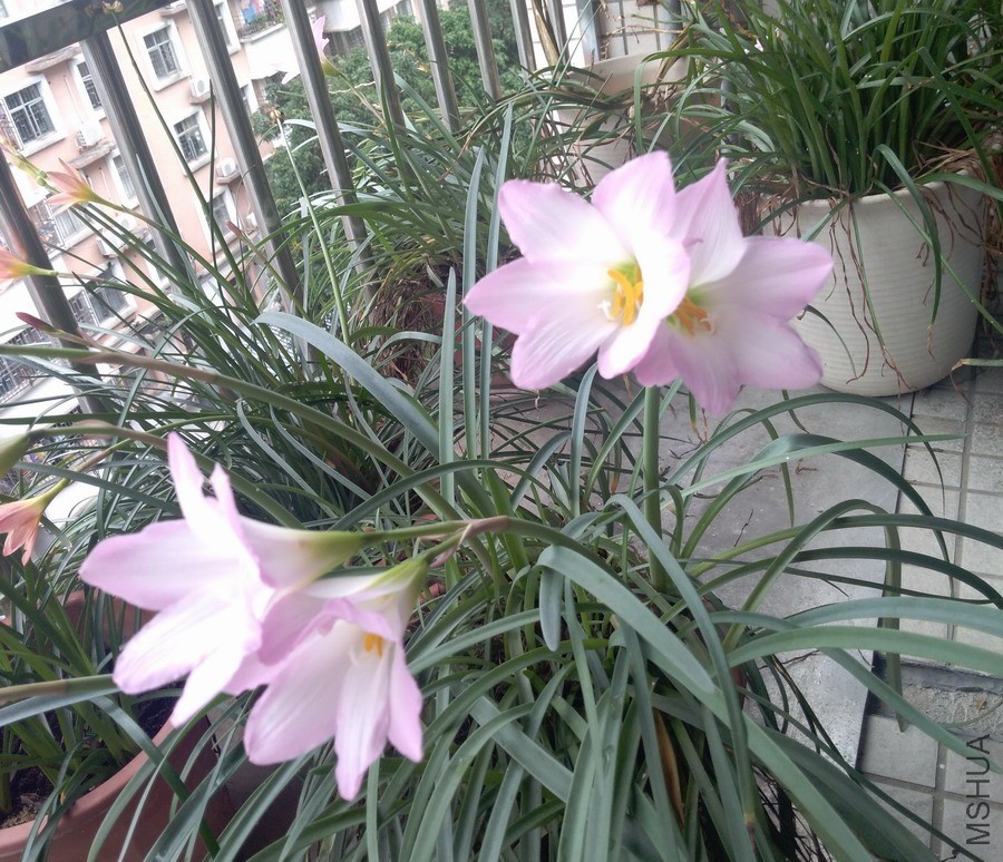 ������СIMG_20190531_111623.jpg