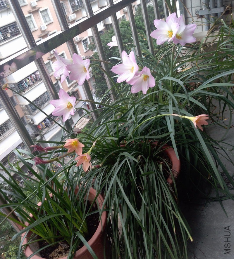 ������СIMG_20190531_111735.jpg