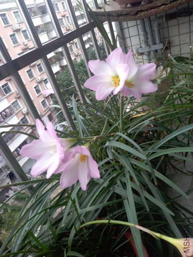 ������СIMG_20190531_111743.jpg