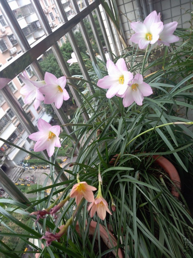 ������СIMG_20190531_111759.jpg