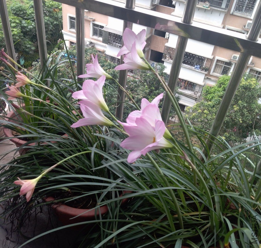 ������СIMG_20190531_112011.jpg