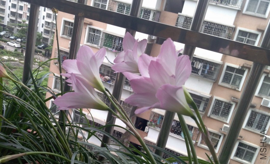 ������СIMG_20190531_112024.jpg