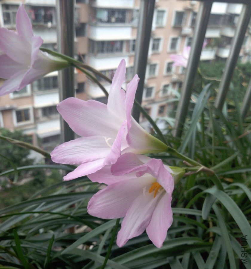 ������СIMG_20190531_112110.jpg