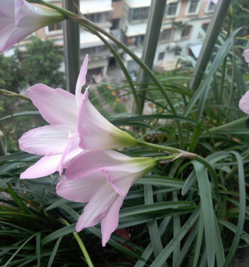 ������СIMG_20190531_112123.jpg