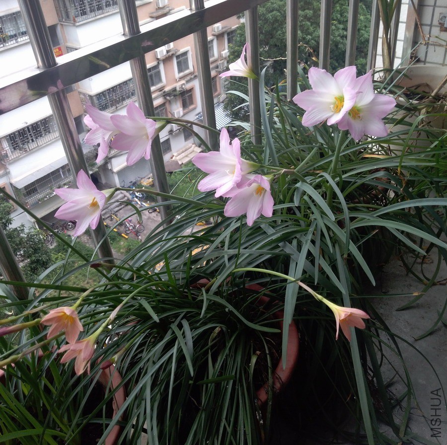 ������СIMG_20190531_112222.jpg