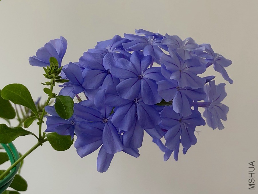 ΢��ͼƬ_20190601193440.jpg
