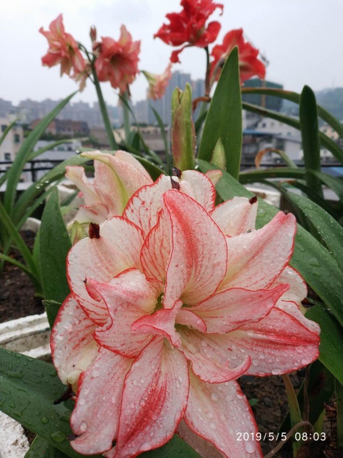 ΢��ͼƬ_20190601211908.jpg