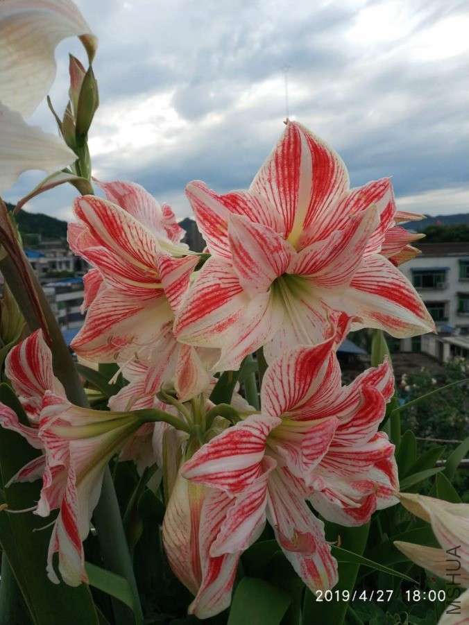 ΢��ͼƬ_20190601211931.jpg