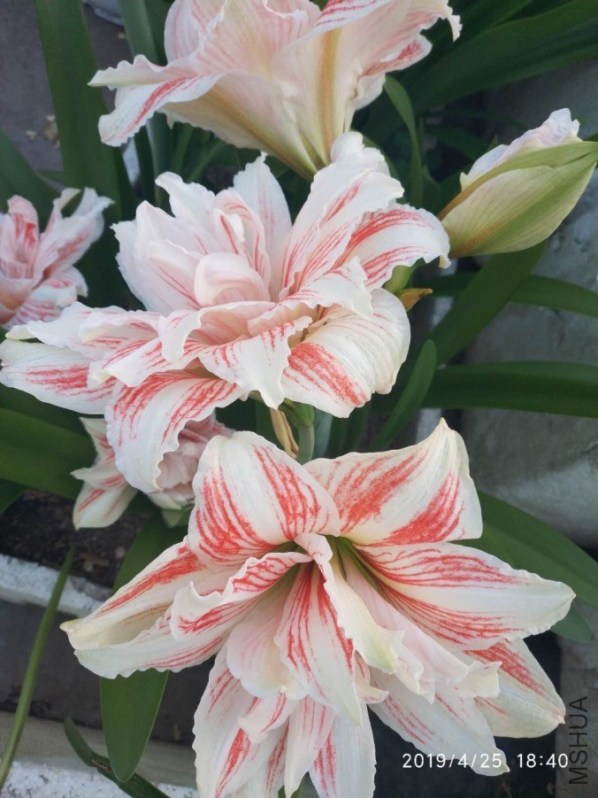 ΢��ͼƬ_20190601211945.jpg