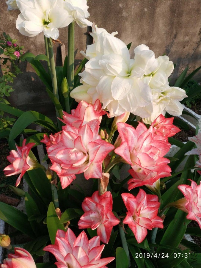 ΢��ͼƬ_20190601211949.jpg