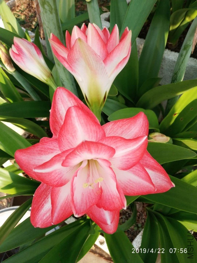 ΢��ͼƬ_20190601212007.jpg
