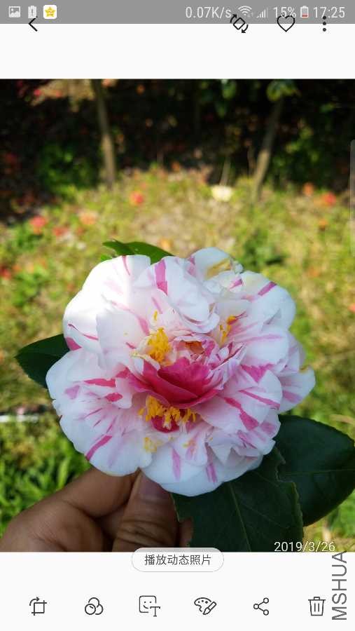 Screenshot_20190601-172530_Gallery.jpg