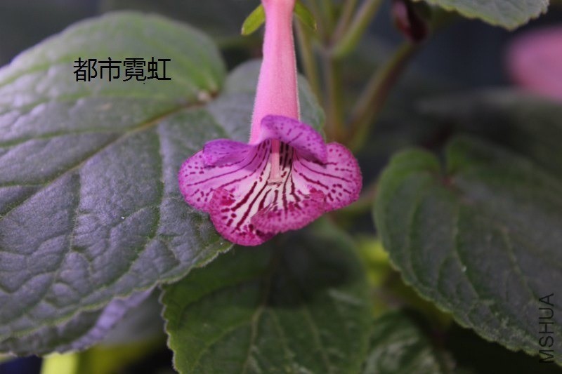 �����޺�_800x533.JPG