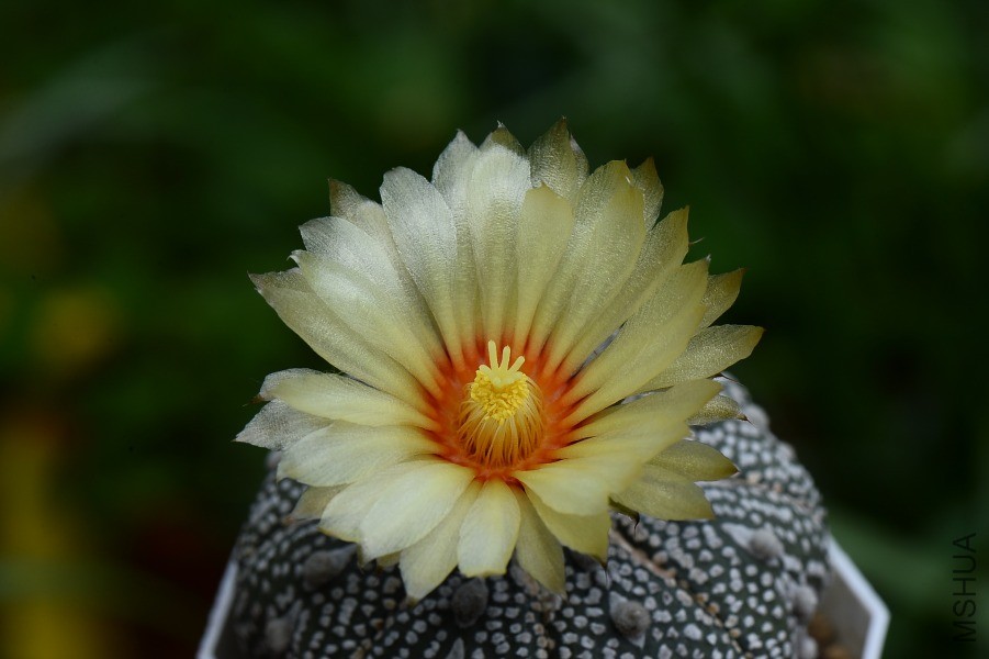 DSC_0532.JPG