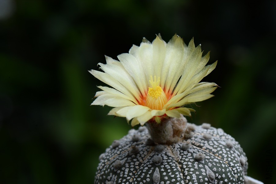DSC_0538.JPG