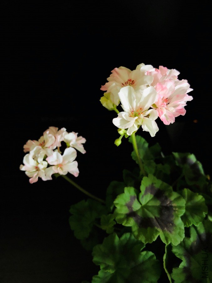 IMG_E3225.JPG