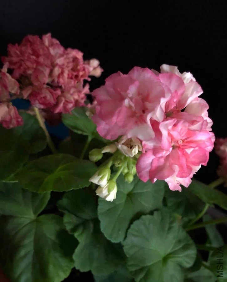 ΢��ͼƬ_20190604125929.jpg