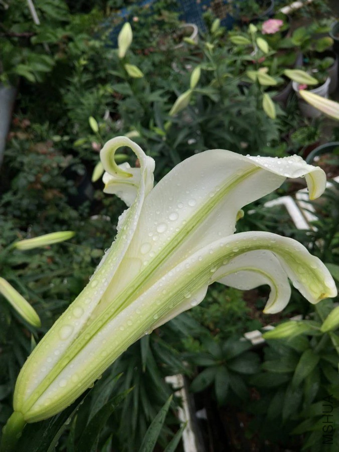 ΢��ͼƬ_20190604161042.jpg