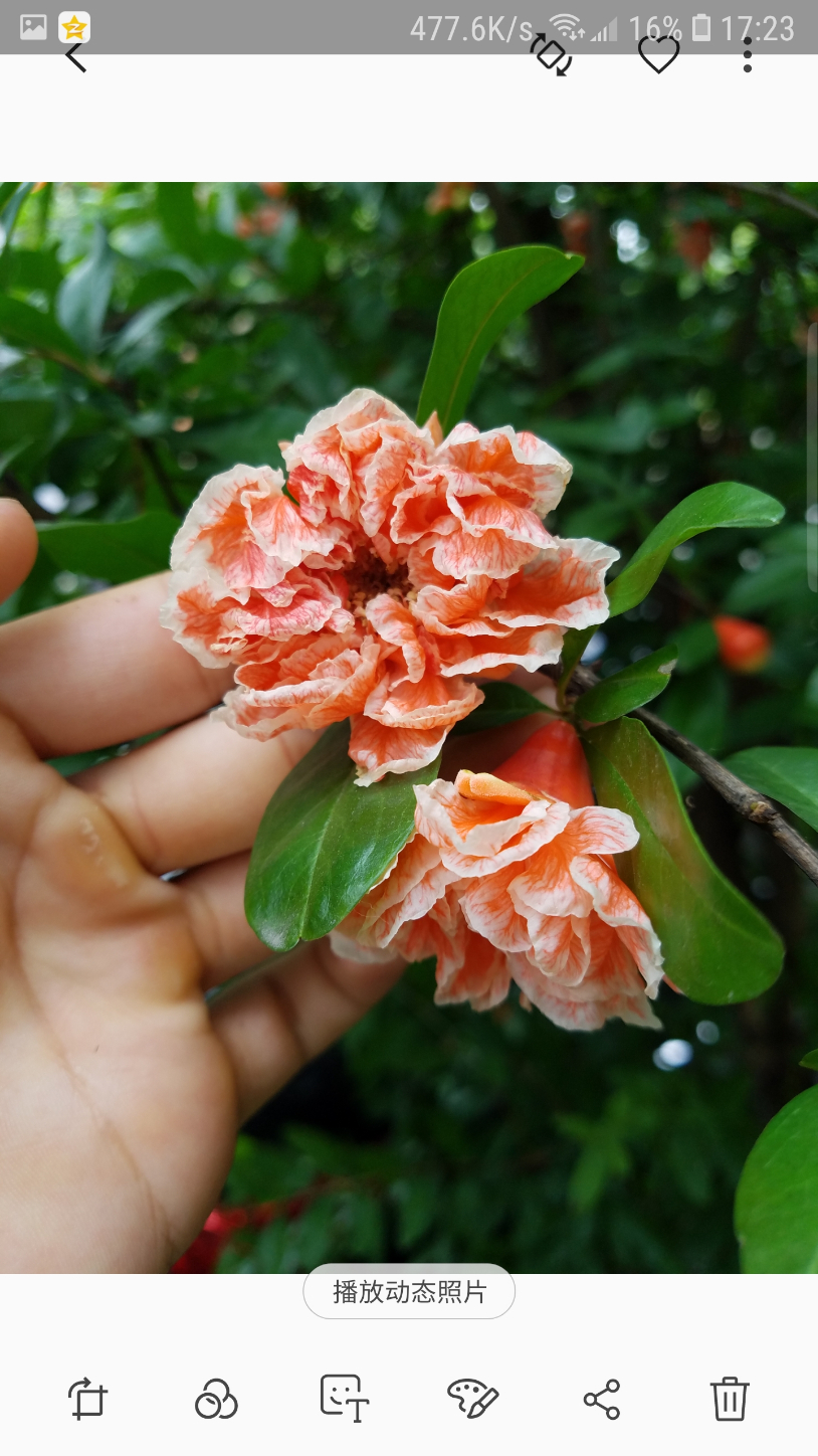 Screenshot_20190601-172322_Gallery.jpg