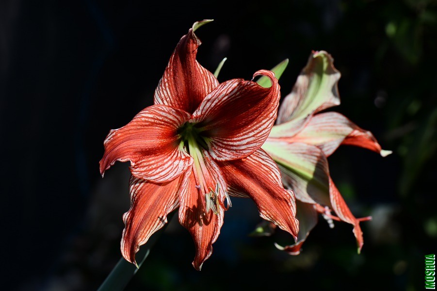 DSC_1017.JPG