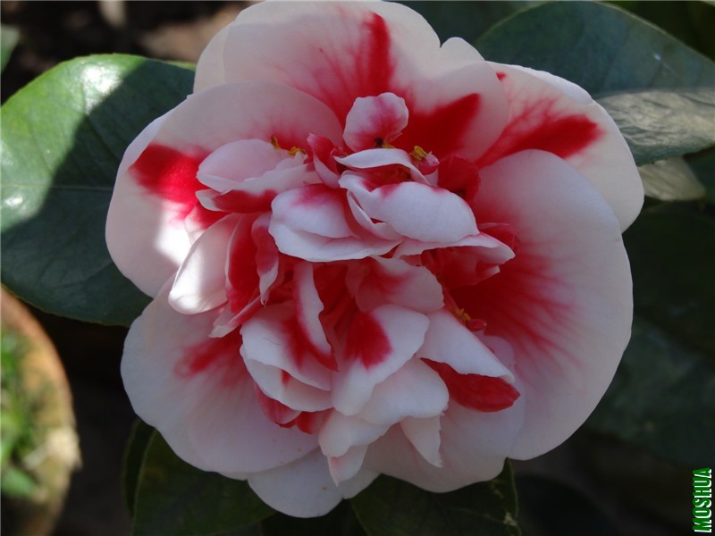 DSC03090.jpg