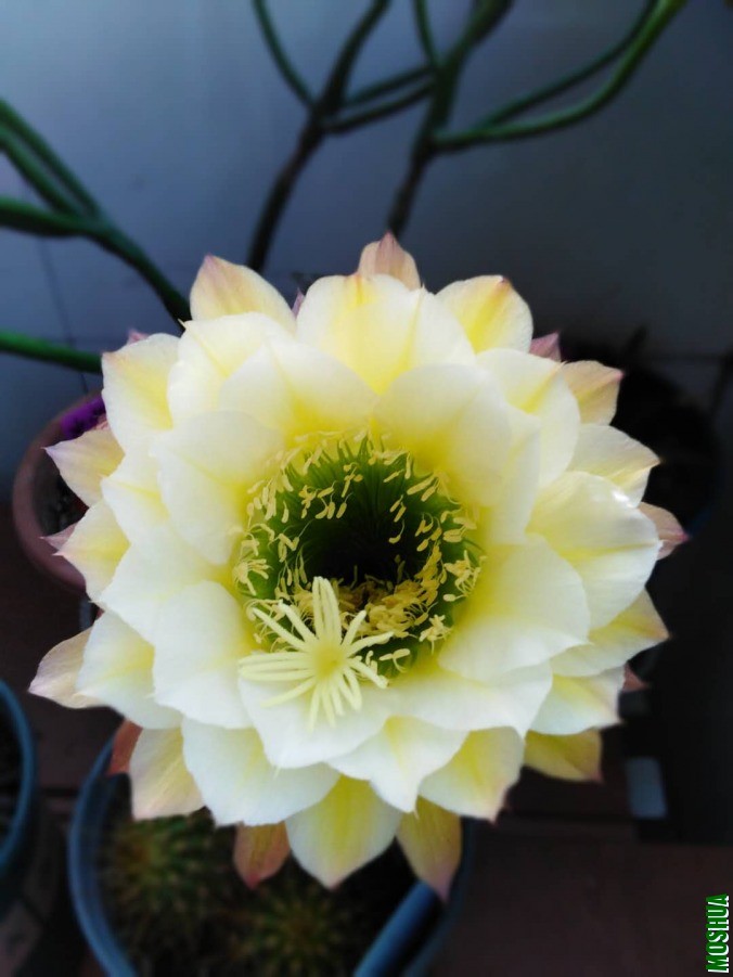 ΢��ͼƬ_201906051037072.jpg