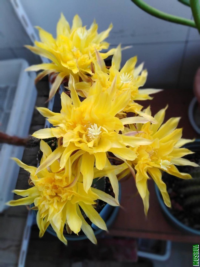 ΢��ͼƬ_201906051037074.jpg