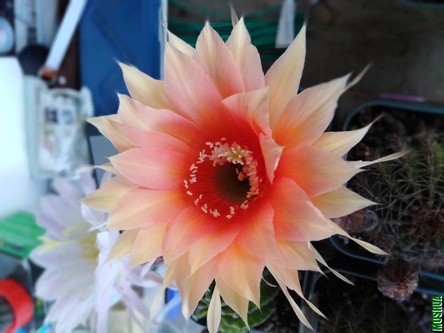 ΢��ͼƬ_2019060510370716.jpg