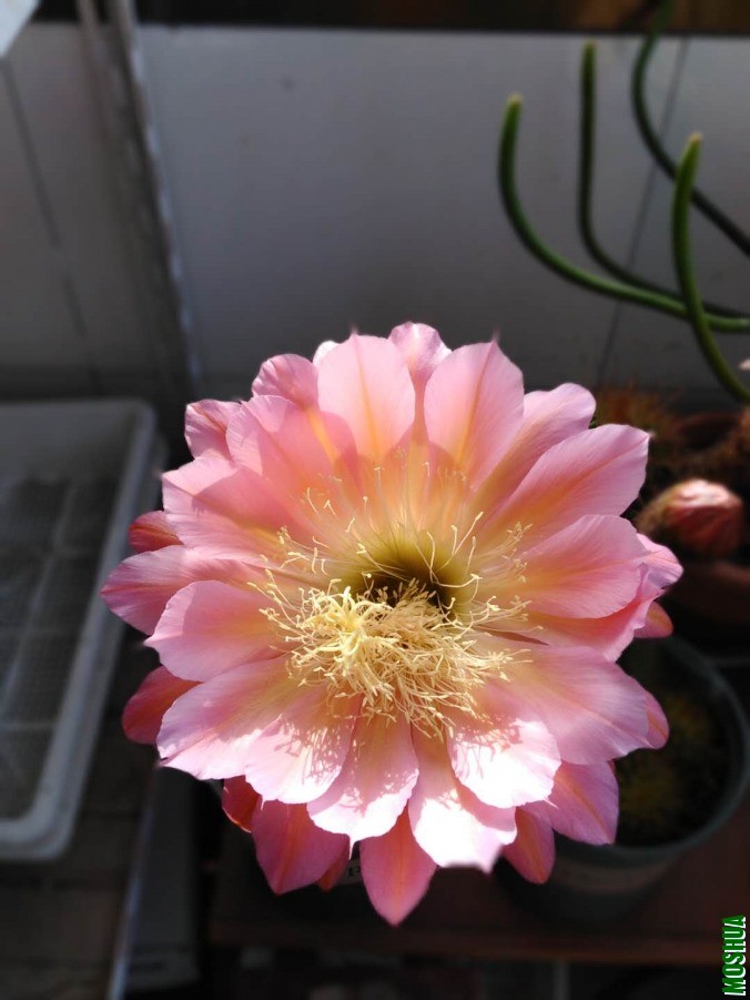 ΢��ͼƬ_2019060510370733.jpg