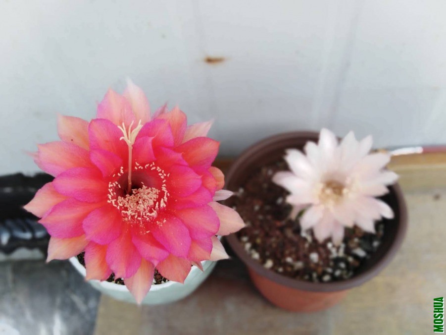 ΢��ͼƬ_2019060510370737.jpg