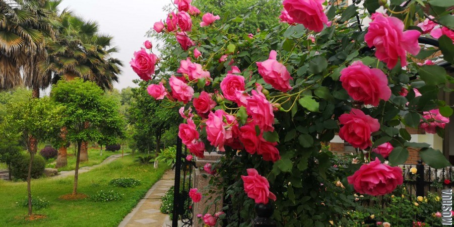 ΢��ͼƬ_20190428104452.jpg